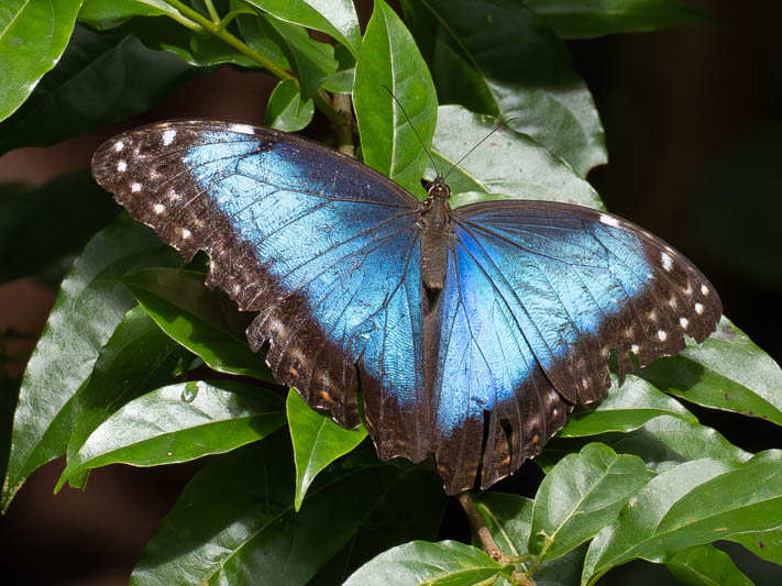 Morpho peleides (Peleides Blue Morpho).jpg